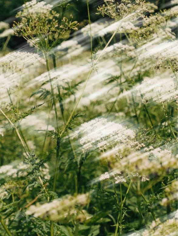 Aurora Sorba - Vegane Feuchtigkeitscreme mit Aloe Vera & antioxidativem Vogelbeer-Extrakt